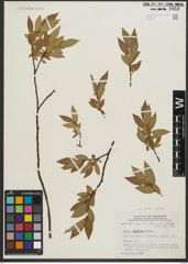 Foto von Salix rigida Muhl.